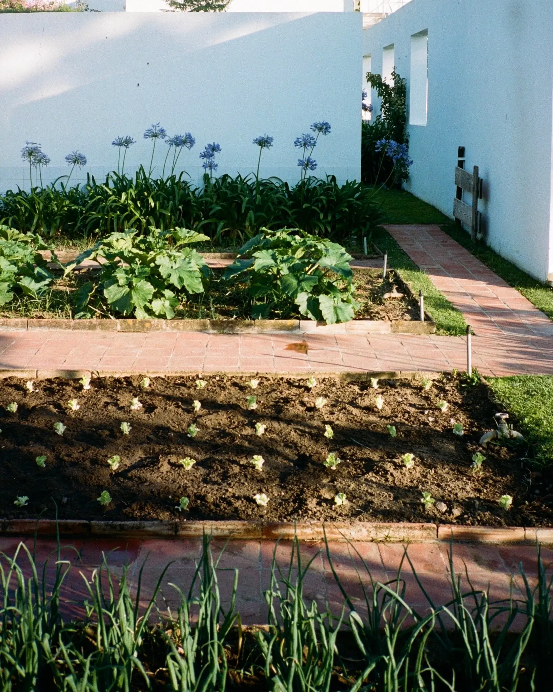 Blue agapanthus and young vegetables along a brick garden path