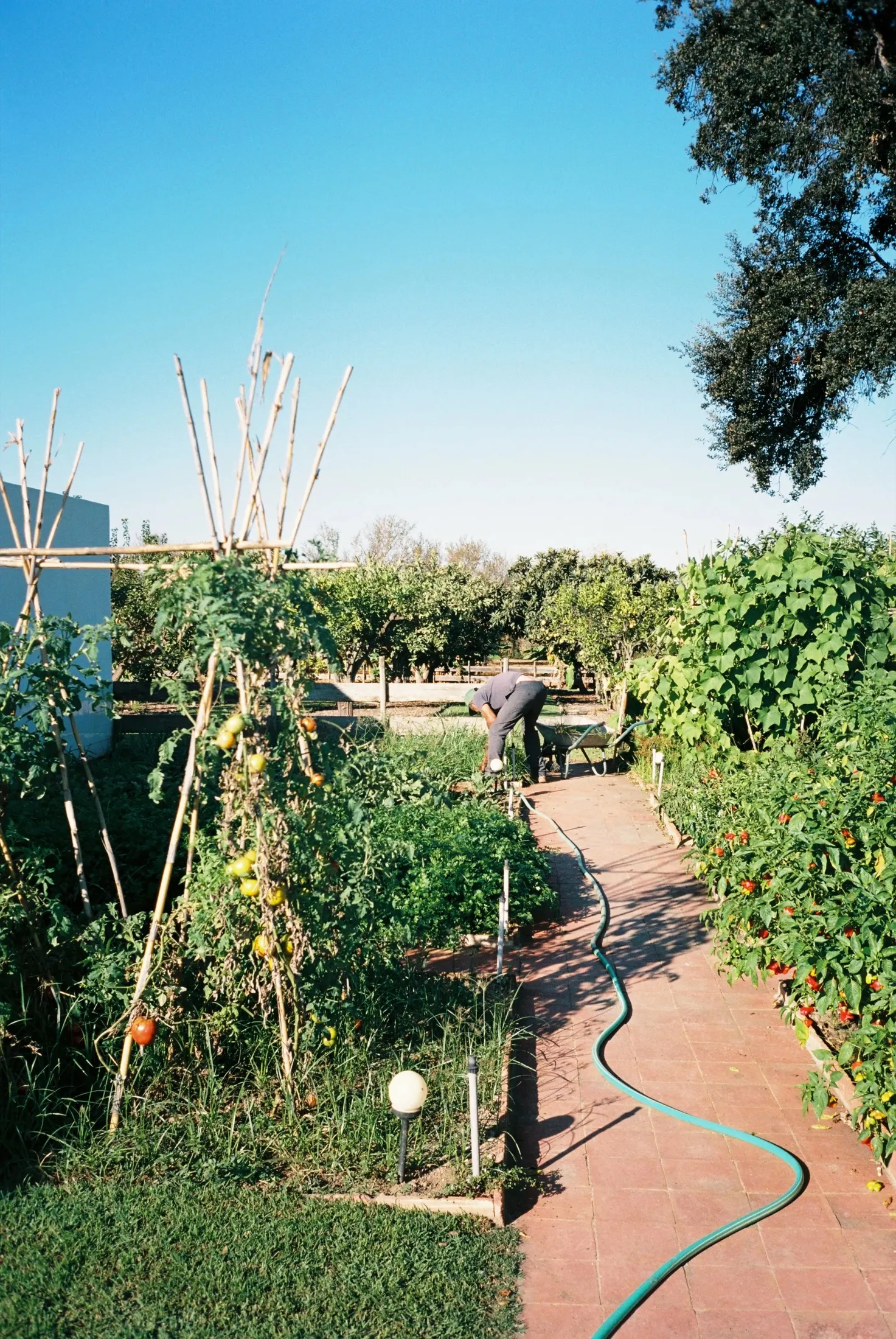 A brick path through the kitchen garden towards the olive trees