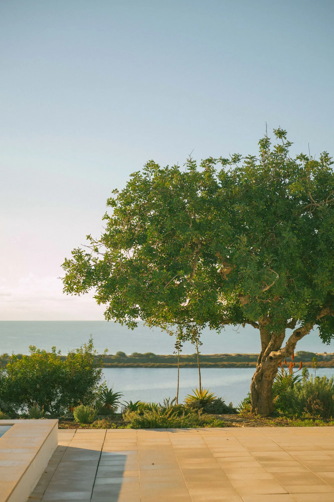 A tree on the terrace edge with the lagoon behind