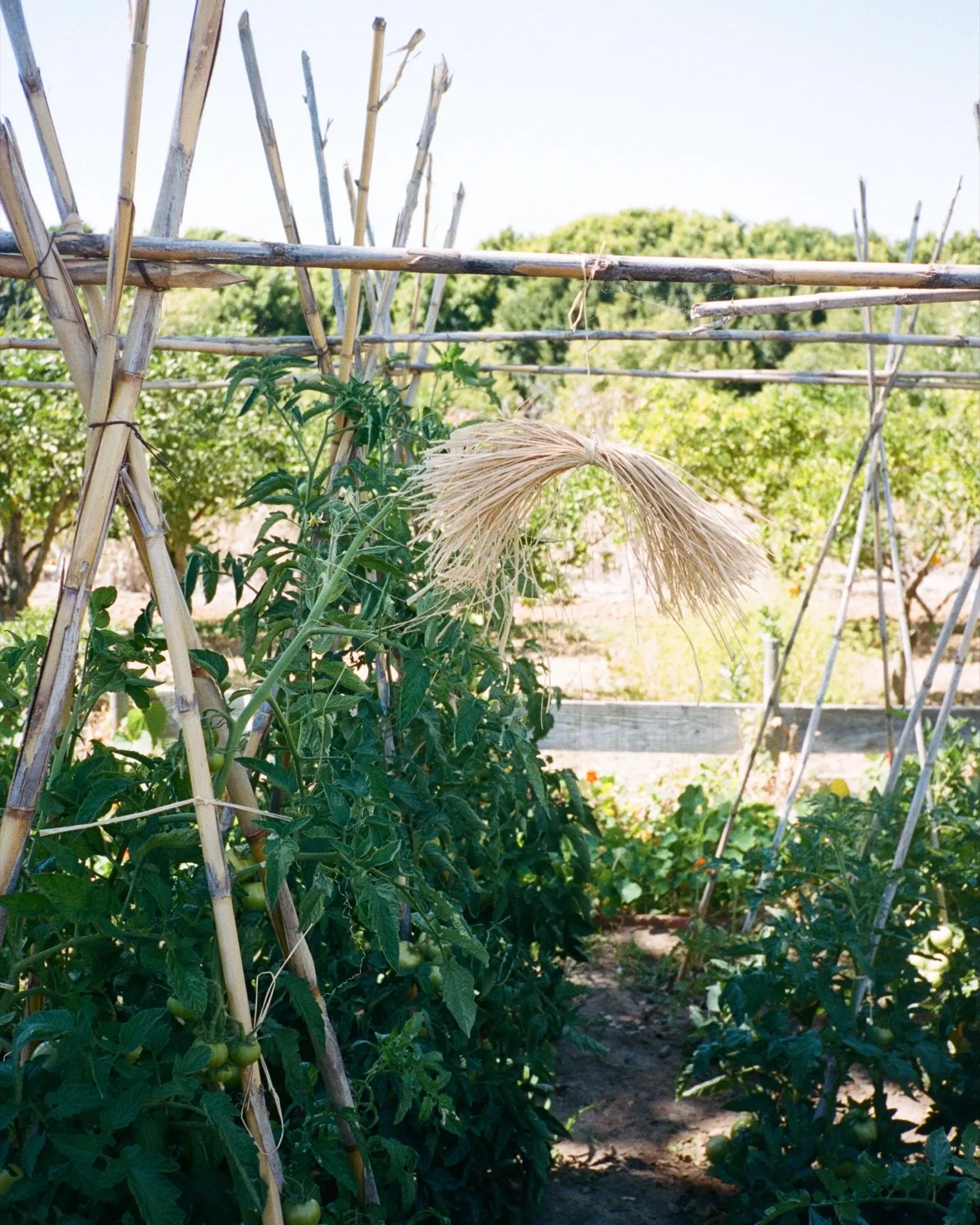 Tomato canes and a bundle of dried grasses in the vegetable garden