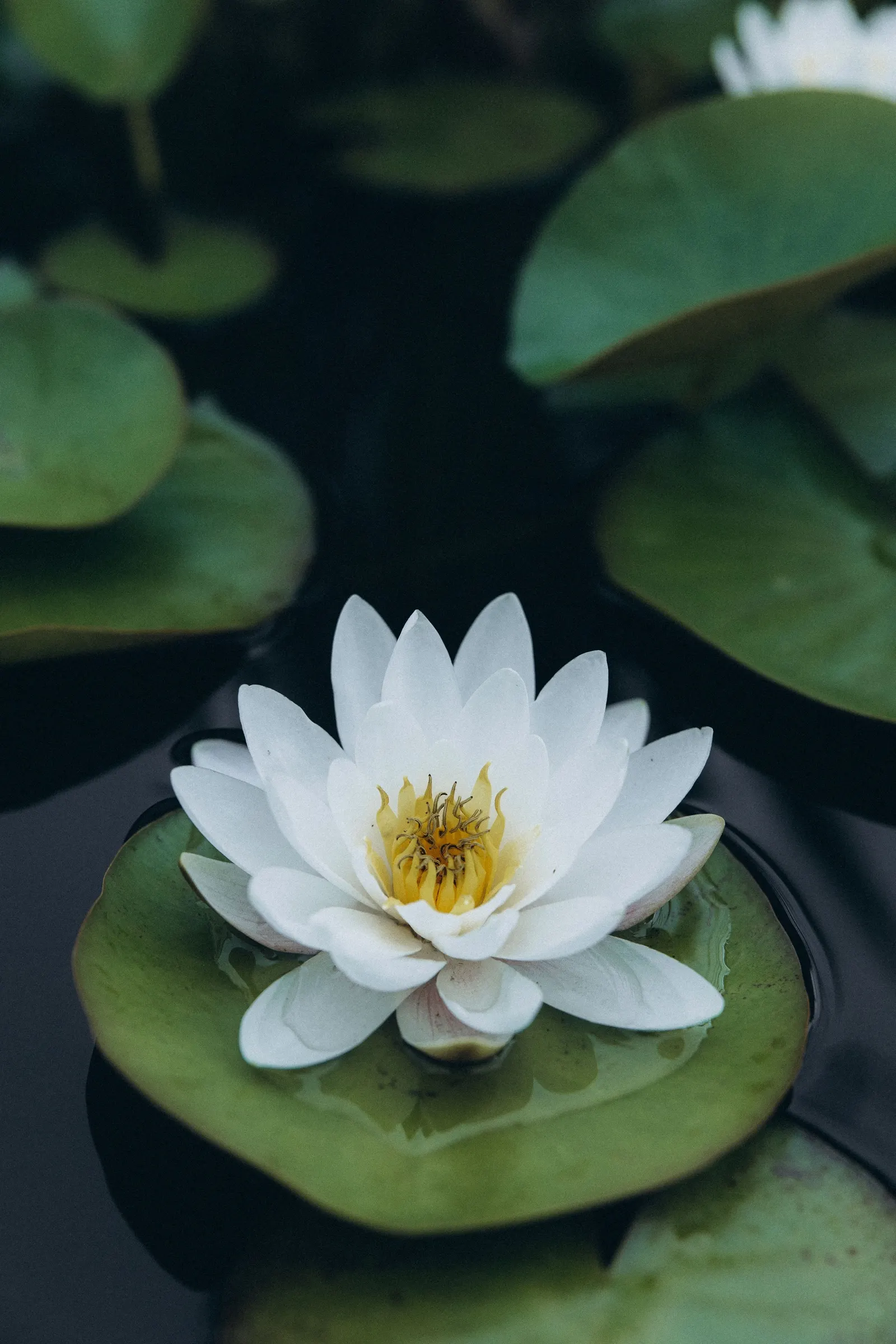 A white water lily open among its pads